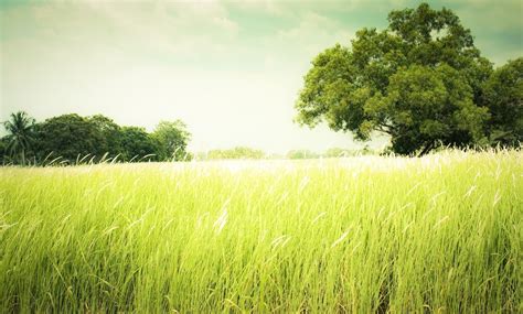 Summer, Grasslands, Grass, HD Wallpaper | Rare Gallery