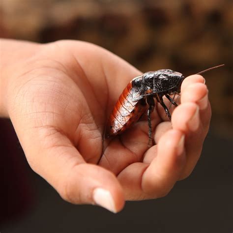 Madagascar hissing cockroaches help us learn empathy - Jewish Community ...