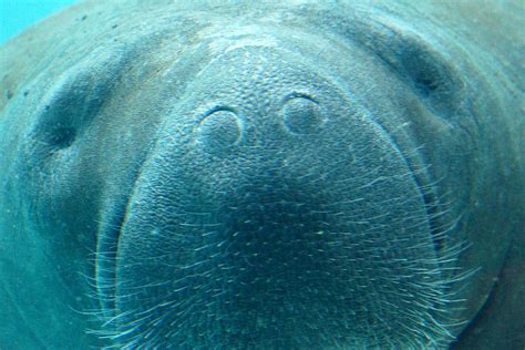 Manatee Up Close Photograph by Larry Allan