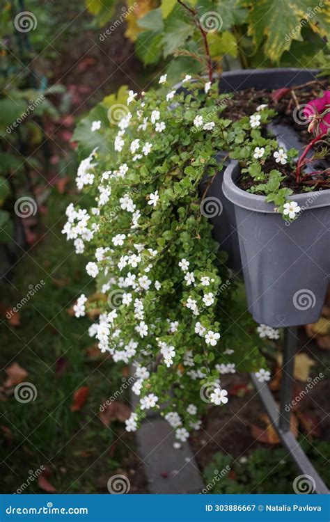 Sutera Cordata Big Baja Blooms with White Flowers in a Flower Pot in ...