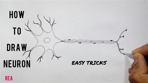 How to draw Neuron unit of nervous tissue - YouTube