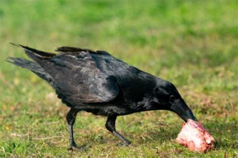 What Do Crows Eat? A Complete List Of A Crow's Diet - BirdsAcademy