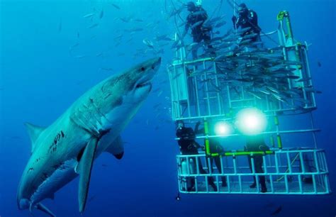 Shark Cage Diving in Mossel Bay | Shark Zone Cape Town