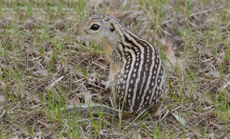 ground squirrel removal near me - Glenna Mcreynolds