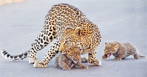 Watch: Mama leopard teaches her tiny cubs how to cross the road | Cute ...