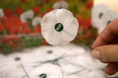 What is the white poppy meaning for Remembrance Day and where to buy ...