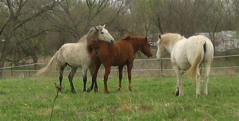 How to Tell if a Mare is in Heat