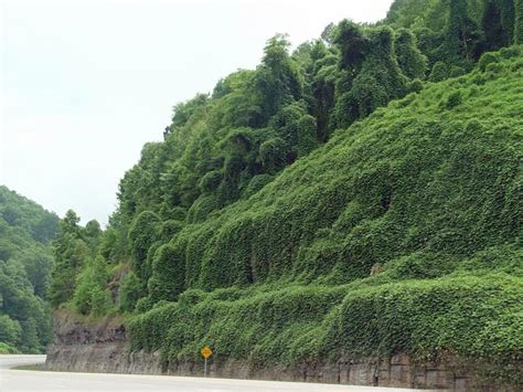 Kudzu - Coastal Invasive Species Committee