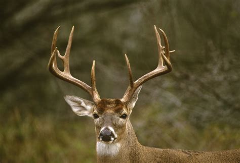 Those Amazing Antlers | OutdoorHub