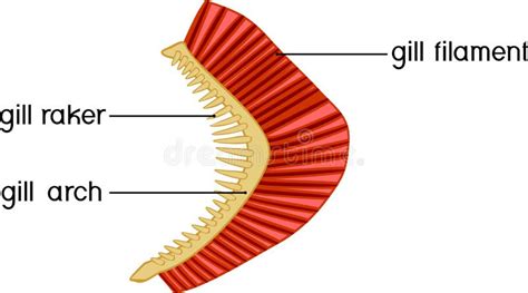 Structure of Fish Gills Isolated on White. Educational Material with ...