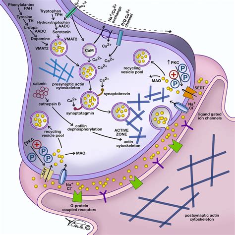 Illustration showing neurotransmitters synthesis, storage in vesicles ...