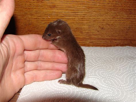 Baby Weasels Will Weasel Their Way Into Your Heart! - Baby Animal Zoo