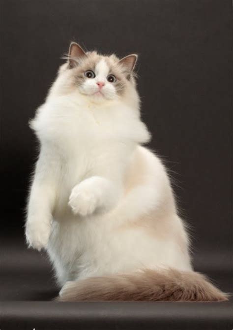 Animal Photo: Ragdoll Cats Species