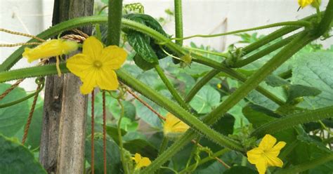 How to pollinate cucumbers: What you need to know | HappySprout