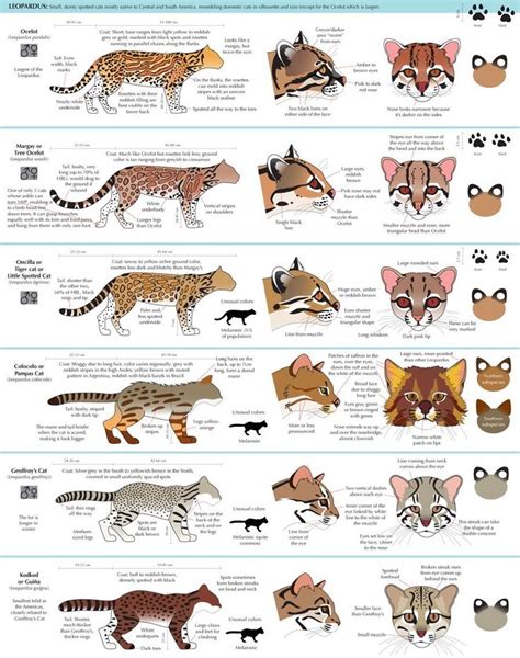 the different types of animals that are in each animal's body and their ...