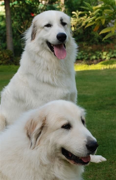 Beautiful Great Pyrenees dogs photo and wallpaper. Beautiful Beautiful ...