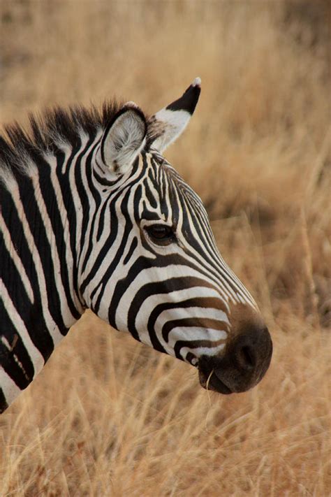 Zebra Head Photograph by Tilen Hrovatic