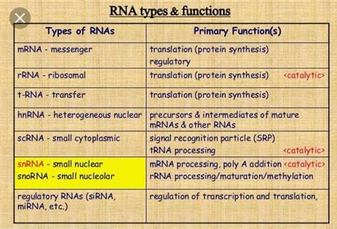 2. structure and function of different types of rna