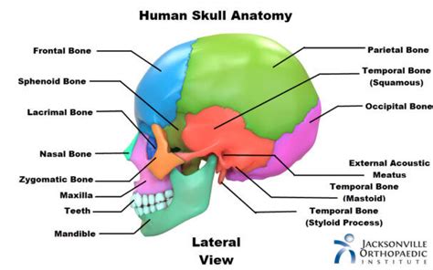 Bones of the Skull Anatomy - Jacksonville Orthopaedic Institute