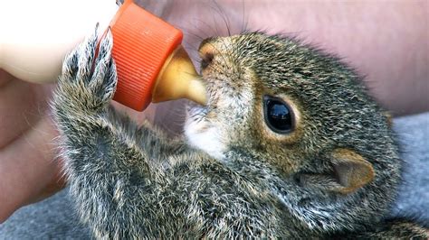 Squirrel Baby Feeding 01 - YouTube