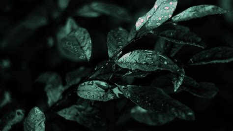 Dark Leaves Wallpapers - Top Free Dark Leaves Backgrounds - WallpaperAccess