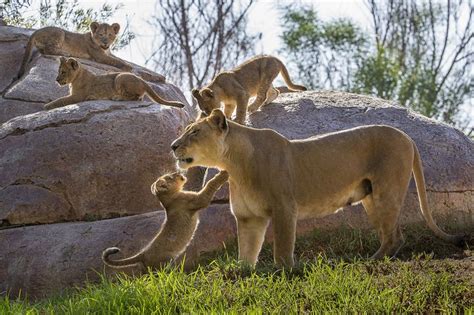 Four African Lion Cubs Debut at San Diego Zoo Safari Park | Animaux, Felin