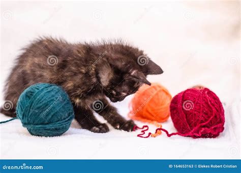 Kitten Playing Yarn Stock Photos - Download 1,149 Royalty Free Photos