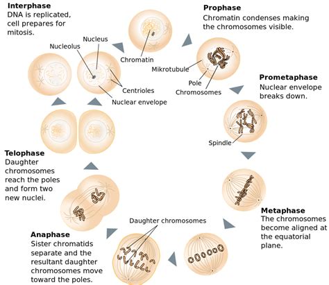 Mitosis And Meiosis Diagram Labeled