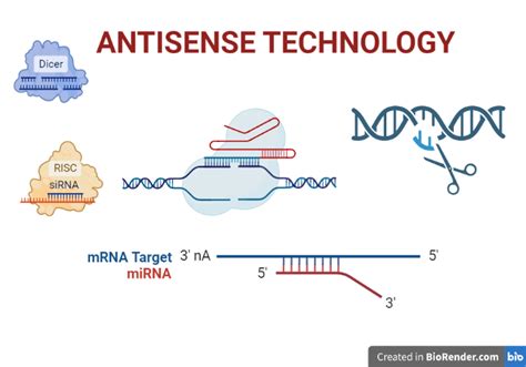 Antisense Technology- Definition, Principle, Types, Steps, Applications ...