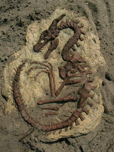 Fossils: Dragon Fossils