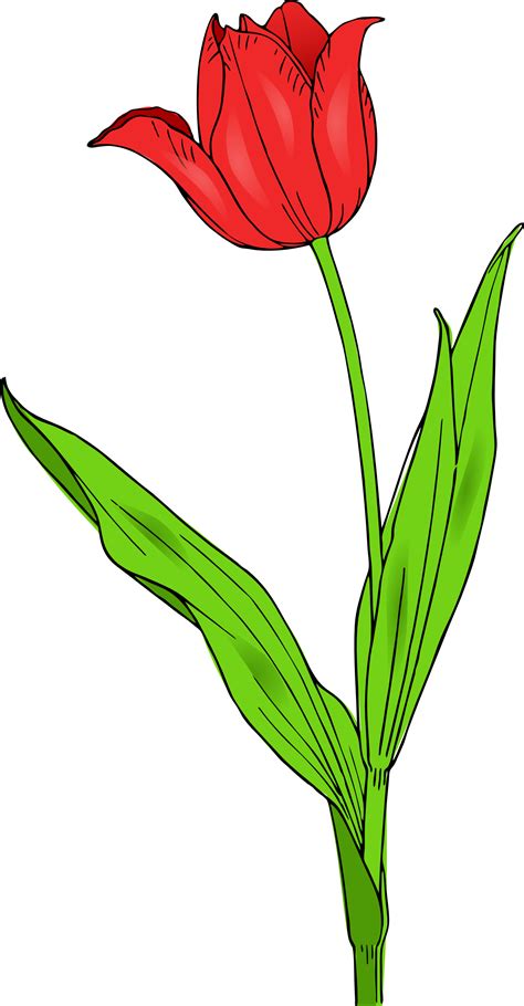 Tulip Line Drawing - ClipArt Best