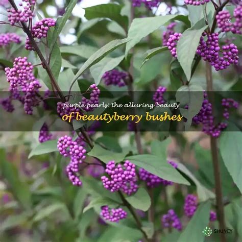 Purple Pearls: The Alluring Beauty Of Beautyberry Bushes | ShunCy