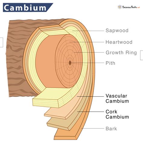 Cambium – Definition, Location, Functions, & Diagram