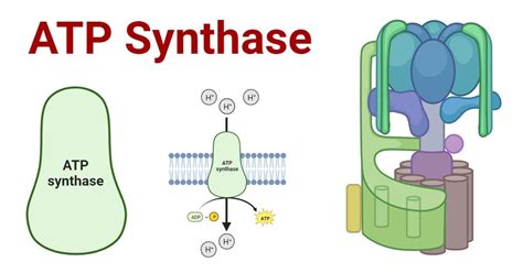 ATP Synthase: Structure and Mechanism Explained