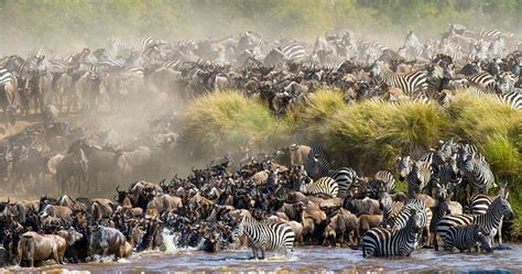 Maasai Mara wildebeest Migration | Maasai mara National Reserve