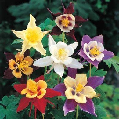 How to Grow Columbine - Watters Garden Center