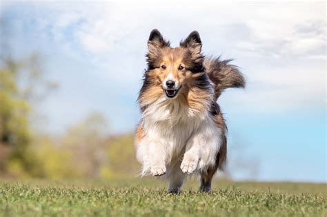 8 Majestic Long Hair Dog Breeds