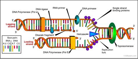 Dna Replication Structure Labeled