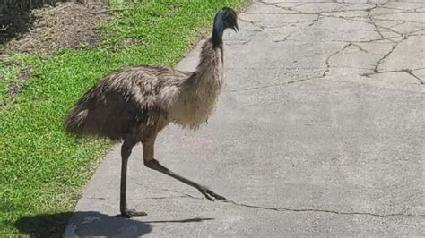 Emu on the loose near Slidell | wwltv.com