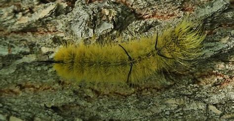 American Dagger Moth - Hodges#9200 - Acronicta americana - BugGuide.Net