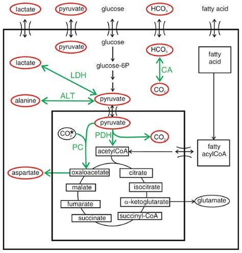 Schematic representation of pyruvate metabolism with the metabolites ...