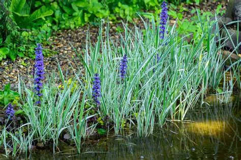 15 Best Ornamental Grasses That Grow in Shade - Garden Tabs