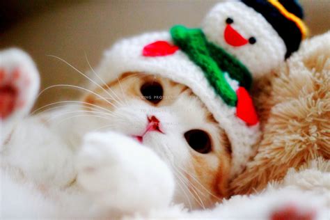 Cute Winter Cats Wallpapers - Wallpaper Cave