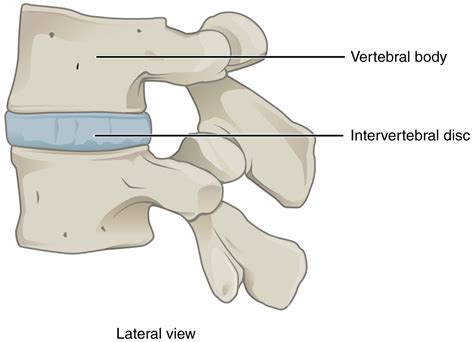 8.2: Classification of Joints - Medicine LibreTexts