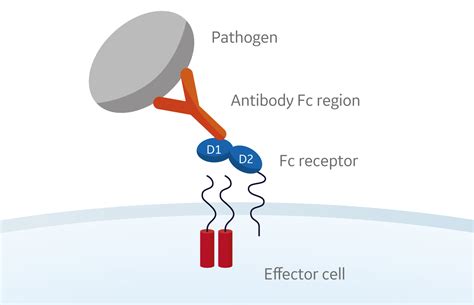 Fc receptor binding assays using surface plasmon resonance | Cytiva