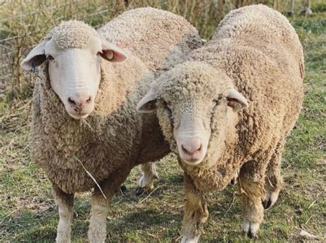 Top 15 Sheep Breeds for Wool - PetHelpful