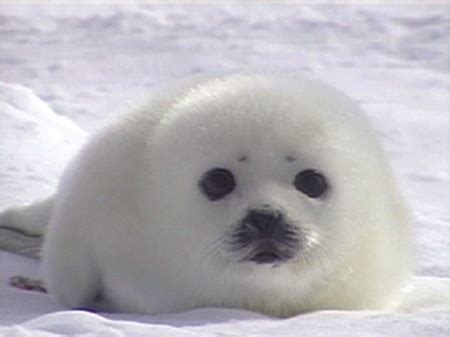 chubby seal pup | Adorable | Pinterest