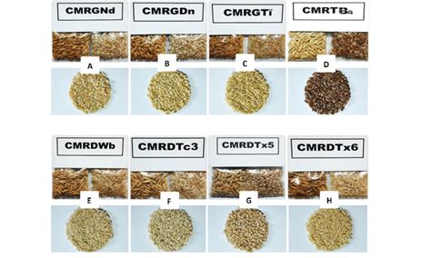 Samples selected for protein analysis. | Download Scientific Diagram