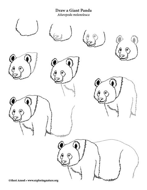 Panda (Giant) Drawing Lesson