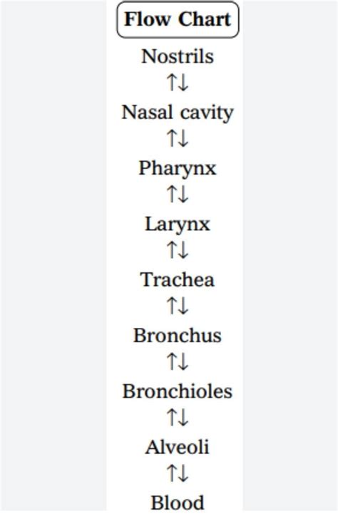 Make a flow chart of path taken by air in respiratory system - Brainly.in